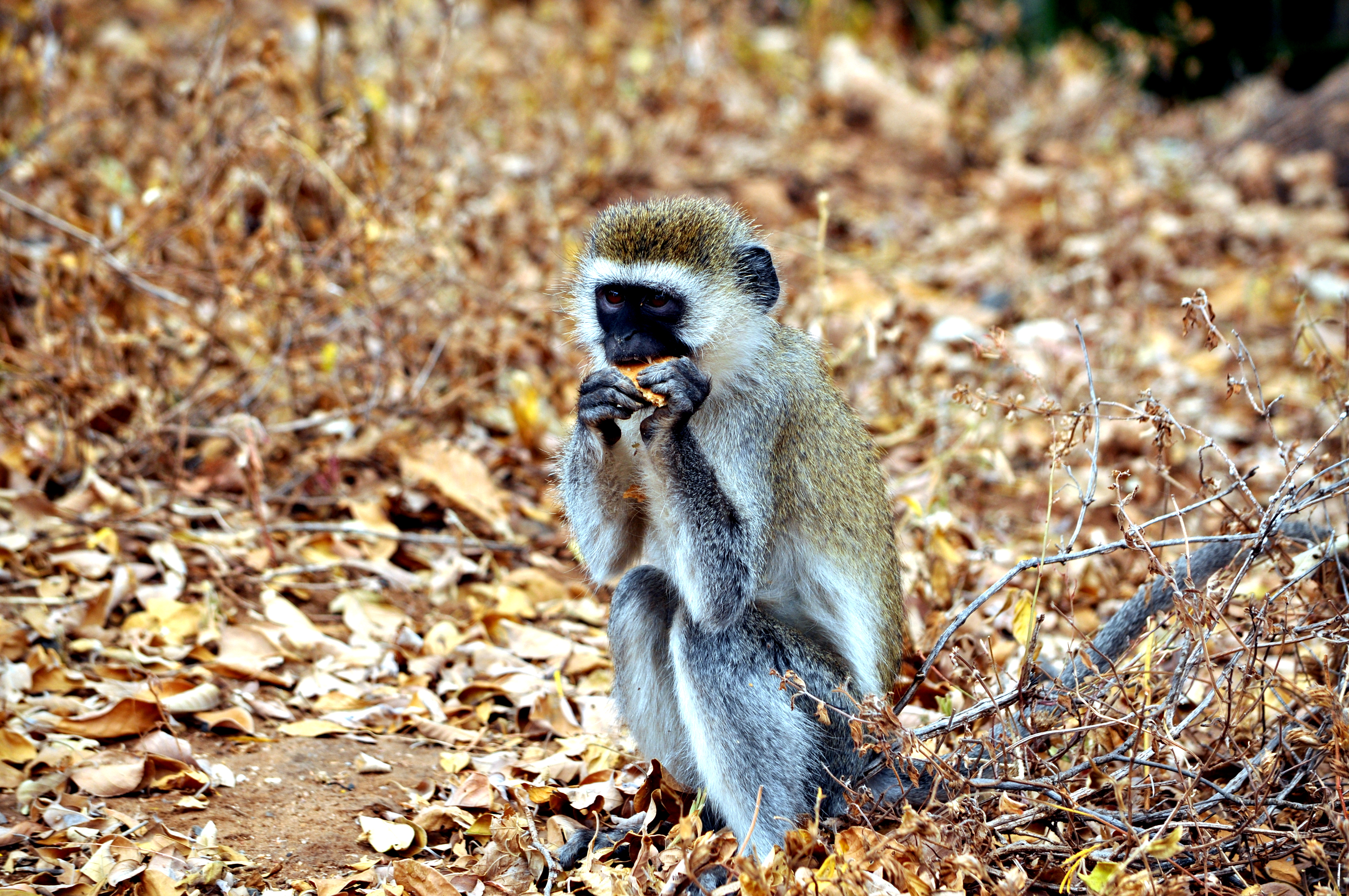 Biology Trip to Tanzania - July 2015
